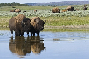 Yellowstone Bison Prints: Bison Herd