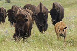 National Wildlife Refuge Prints: Bison Herd with calf