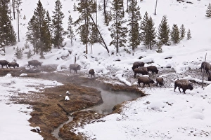 Bison herd on the move in thermal area in winter in Yellowstone National Park, Wyoming Bison herd on the move in thermal area in winter in Yellowstone National Park, Wyoming