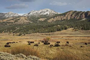 Bison in Lamar Valley, Yellowstone National Park Bison in Lamar Valley, Yellowstone National Park