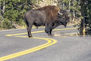 Bison on road. Yellowstone National Park Wyoming Bison on road. Yellowstone National Park Wyoming
