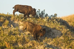 Bison running down embankment in Theodore Roosevelt National Park, North Dakota, USA Bison running down embankment in Theodore Roosevelt National Park, North Dakota, USA