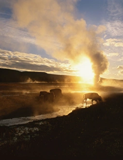 Bison silhouetted at sunrise as Old Faithful erupts, Upper Geyser Basin, Yellowstone National Park Bison silhouetted at sunrise as Old Faithful erupts, Upper Geyser Basin, Yellowstone National Park