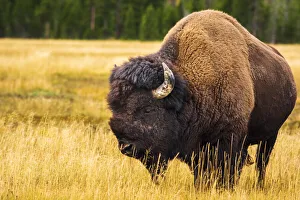 Bison, Yellowstone National Park, Wyoming, USA Bison, Yellowstone National Park, Wyoming, USA