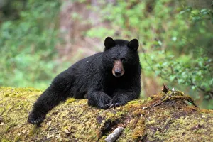 Olympic National Park Wildlife Prints: Black bear on an