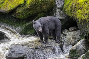 Black Bear, Anan Creek, Wrangell, Alaska, USA Black Bear, Anan Creek, Wrangell, Alaska, USA