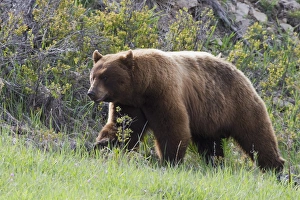 Black Bear Boar; Brown Color Phase; Blue Eyes Black Bear Boar; Brown Color Phase; Blue Eyes