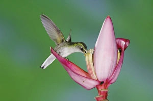 Black-bellied Hummingbird, Eupherusa nigriventris, female feeding on Ornamental Banana Black-bellied Hummingbird, Eupherusa nigriventris, female feeding on Ornamental Banana