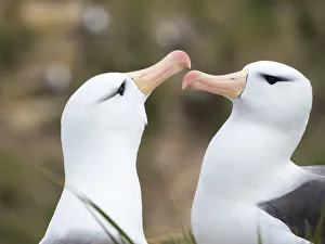 Black-browed albatross or black-browed mollymawk (Thalassarche melanophris), typical courtship Black-browed albatross or black-browed mollymawk (Thalassarche melanophris), typical courtship