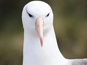 Black-browed albatross or black-browed mollymawk (Thalassarche melanophris). South America Black-browed albatross or black-browed mollymawk (Thalassarche melanophris). South America