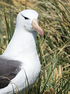Black-browed albatross or black-browed mollymawk (Thalassarche melanophris). South America Black-browed albatross or black-browed mollymawk (Thalassarche melanophris). South America