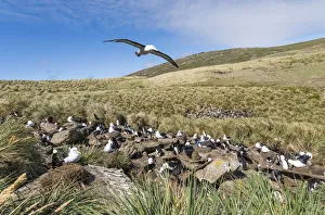 Black-browed albatross or black-browed mollymawk (Thalassarche melanophris) Black-browed albatross or black-browed mollymawk (Thalassarche melanophris)