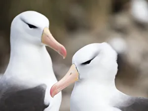 Black-browed albatross or black-browed mollymawk (Thalassarche melanophris). South America Black-browed albatross or black-browed mollymawk (Thalassarche melanophris). South America