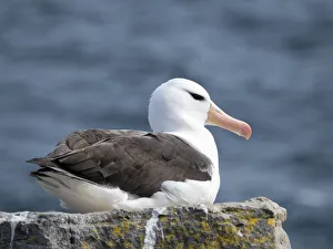 Black-browed albatross or black-browed mollymawk (Thalassarche melanophris). South America Black-browed albatross or black-browed mollymawk (Thalassarche melanophris). South America