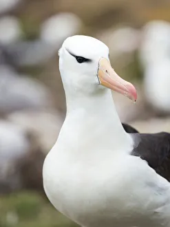Black-browed albatross or black-browed mollymawk, Falkland Islands Black-browed albatross or black-browed mollymawk, Falkland Islands