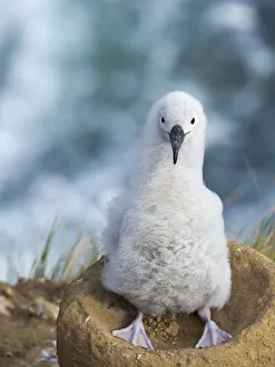 Black-browed albatross chick on tower-shaped nest, Falkland Islands Black-browed albatross chick on tower-shaped nest, Falkland Islands