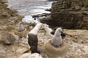 Black-browed albatross with chicks on the Falkland Islands Black-browed albatross with chicks on the Falkland Islands