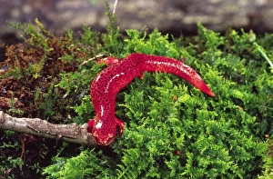 Black-chin Red Salamander, Pseudotriton ruber, Native to Georgia Black-chin Red Salamander, Pseudotriton ruber, Native to Georgia