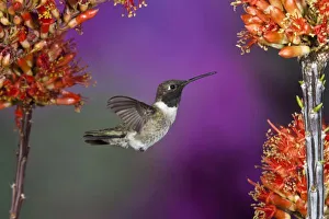 Black-chinned Humingbird, Archilochus alexandri, male, Arizona, USA Black-chinned Humingbird, Archilochus alexandri, male, Arizona, USA