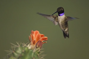 Black-chinned Hummingbird, Archilochus alexandri, male in flight feeding on Claret Cup Cactus Black-chinned Hummingbird, Archilochus alexandri, male in flight feeding on Claret Cup Cactus