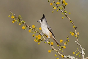 Black-crested Titmouse (Baeolophus atricristatus) perched in huisache tree Black-crested Titmouse (Baeolophus atricristatus) perched in huisache tree
