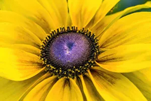 Black-Eyed Susan flower blooming. Native to North America. Related to the Sunflower Black-Eyed Susan flower blooming. Native to North America. Related to the Sunflower