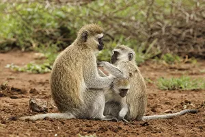 Black faced vervet monkey with babies, Chlorocebus pygerythrus, Serengeti National Park Black faced vervet monkey with babies, Chlorocebus pygerythrus, Serengeti National Park