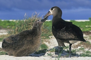 Black-footed Albatross (Diomedea nigripes) Feeding Chick, Midway Atoll, NW Hawaiian Islands Black-footed Albatross (Diomedea nigripes) Feeding Chick, Midway Atoll, NW Hawaiian Islands