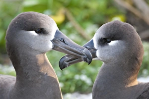 Black-footed Albatross (Phoebastria albatrus) courting This species is listed as Black-footed Albatross (Phoebastria albatrus) courting This species is listed as