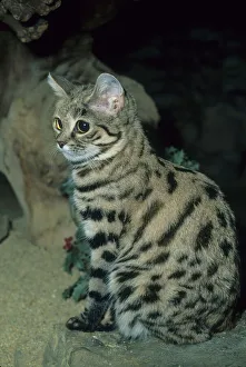 Black-footed Cat, (Felis nigripes), SW Africa Black-footed Cat, (Felis nigripes), SW Africa