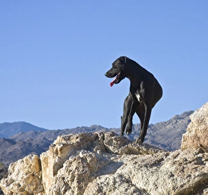 A black German Shorthaired Pointer standing on top of a hill in the Colorado Desert A black German Shorthaired Pointer standing on top of a hill in the Colorado Desert