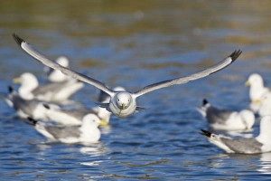 Black-legged Kittiwakes bathe in pond near Snaefellsness, Iceland Black-legged Kittiwakes bathe in pond near Snaefellsness, Iceland