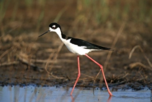 Black-necked Stilt (Himantopus mexicanus) in wetland, Karl Bartel Grassland Prairie Black-necked Stilt (Himantopus mexicanus) in wetland, Karl Bartel Grassland Prairie
