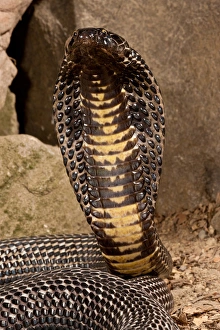 Black Pakistan Cobra, Naja naja karachiensis, Native to Pakistan, Habitat: Exists Black Pakistan Cobra, Naja naja karachiensis, Native to Pakistan, Habitat: Exists