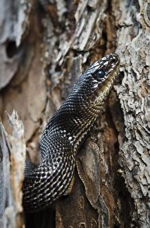 Black Pine Snake (Pituophis melanoleucus lodingi) CAPTIVE Southern USA Black Pine Snake (Pituophis melanoleucus lodingi) CAPTIVE Southern USA
