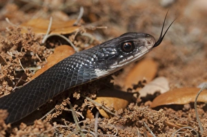 Black Racer (Coluber constrictor) Little St Simons Island, Barrier Islands Black Racer (Coluber constrictor) Little St Simons Island, Barrier Islands