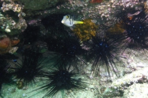 Black Saddle Toby (Canthigaster valentini) off of North Stradbroke Island. Queensland Black Saddle Toby (Canthigaster valentini) off of North Stradbroke Island. Queensland