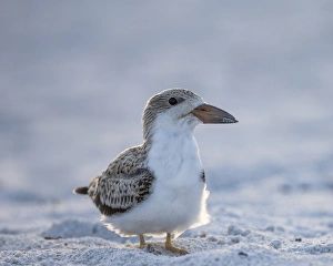 Black Skimmer fledgling on beach, Rynchops niger, Gulf of Mexico, Florida Black Skimmer fledgling on beach, Rynchops niger, Gulf of Mexico, Florida