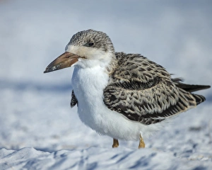 Black Skimmer fledgling waiting on parent to return from sea, Rynchops niger Black Skimmer fledgling waiting on parent to return from sea, Rynchops niger