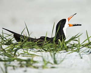 Black Skimmer on nest being alert to mates arrival, Rynchops niger, Gulf of Mexico Black Skimmer on nest being alert to mates arrival, Rynchops niger, Gulf of Mexico