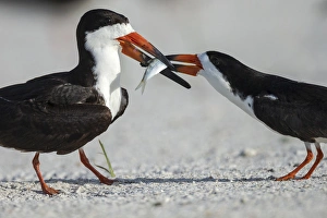 Black Skimmer protecting minnow from others, Rynchops niger, Gulf of Mexico, Florida Black Skimmer protecting minnow from others, Rynchops niger, Gulf of Mexico, Florida