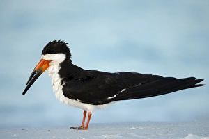 Black Skimmer resting along shore, Rynchops niger, Gulf of Mexico, Florida Black Skimmer resting along shore, Rynchops niger, Gulf of Mexico, Florida