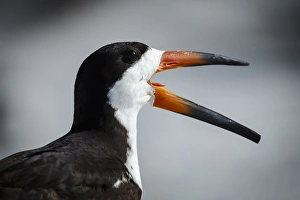 Black Skimmer territorial behavior, Rynchops niger, Gulf of Mexico, Florida Black Skimmer territorial behavior, Rynchops niger, Gulf of Mexico, Florida