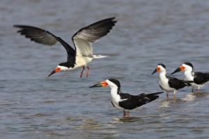 Black Skimmers (Rynchops niger) on the Laguna Madre, Texas, spring Black Skimmers (Rynchops niger) on the Laguna Madre, Texas, spring