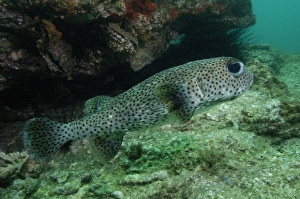 Black-spotted Porcupinefish (Diodon hystrix) off of North Stradbroke Island, Queensland, Australia Black-spotted Porcupinefish (Diodon hystrix) off of North Stradbroke Island, Queensland, Australia