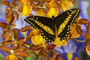 Black Swallowtail Male from Costa Rica, Papilio polyxenes Black Swallowtail Male from Costa Rica, Papilio polyxenes