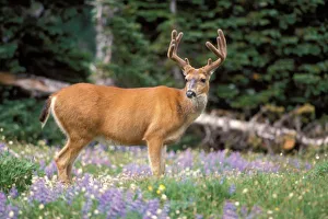 Olympic Peninsula Nature Prints: Black-tailed deer