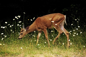 Black-tailed deer in the Daisies, Crescent Lake, Olympic National Park, Washington, USA Black-tailed deer in the Daisies, Crescent Lake, Olympic National Park, Washington, USA