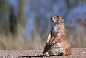 Black-tailed prairie dog (Cynomys ludovicianus) sitting, Badlands National Park, South Dakota Black-tailed prairie dog (Cynomys ludovicianus) sitting, Badlands National Park, South Dakota