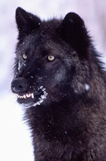Black Timber Wolf Snarling, Canus lupus, Movie Animal, Utah Black Timber Wolf Snarling, Canus lupus, Movie Animal, Utah